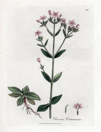 Centaurée chironia, Chironia centaurium - James Sowerby