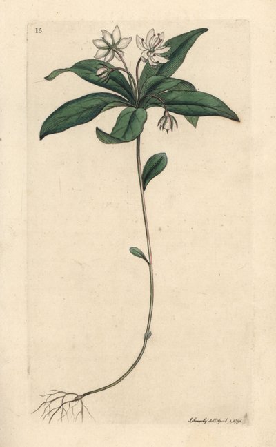 Trientale d