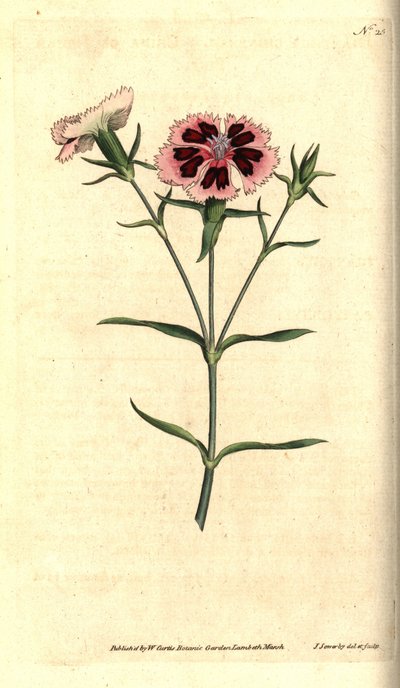 Œillet de Chine, Dianthus chinensis - James Sowerby