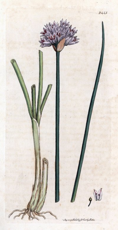 Ciboulette (Allium schoenoprasum). Gravure à la main d
