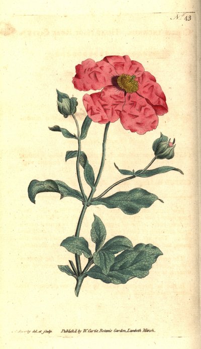 Ciste - Ciste cotonneux, Cistus incanus. Gravure à la main et illustration botanique par James Sowerby tirée de The Botanical Magazine de William Curtis, Lambeth Marsh, Londres - James Sowerby