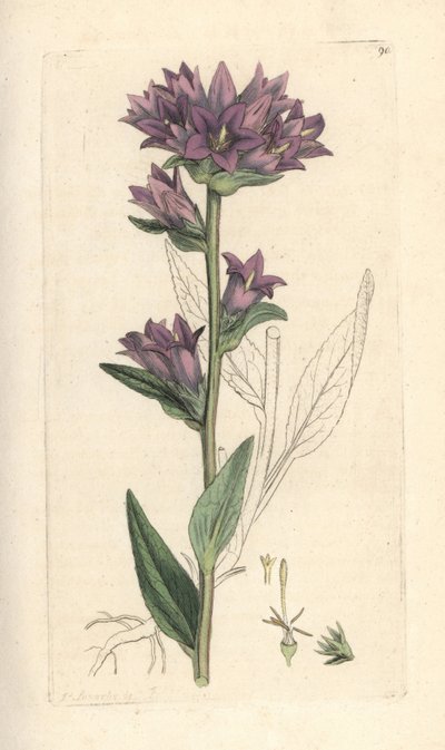 Campanule agglomérée, Campanula glomerata - James Sowerby