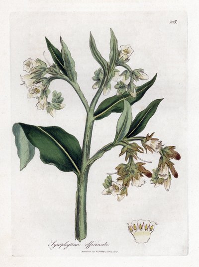 Consoude - Consoude, Symphytum officinale. Gravure à la main d