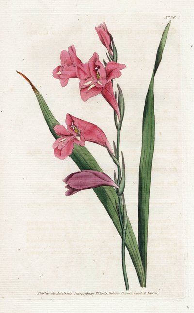 Glaïeul commun, du Botanical Magazine de William Curtis - James Sowerby