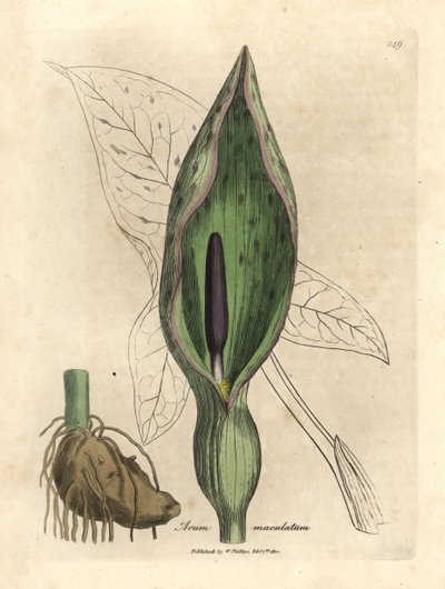 Arum commun, Arum maculatum - James Sowerby