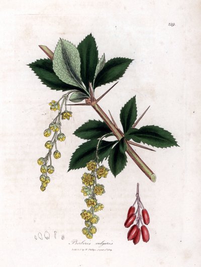 Épine-vinette commune - Épine-vinette commune, Berberis vulgaris. Gravure à la main en couleur d