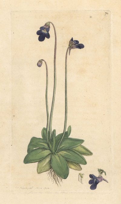 Grassette commune, Pinguicula vulgaris. Gravure à la main en couleur d