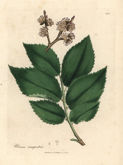Orme commun - James Sowerby