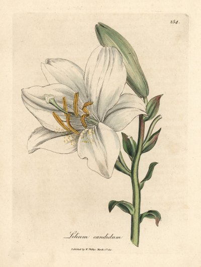 Lys blanc commun, Lilium candidum - James Sowerby