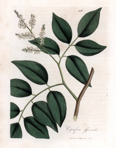 Copaïer - Baume de Copaïba, Copaifera officinalis. Gravure à la main en couleur d