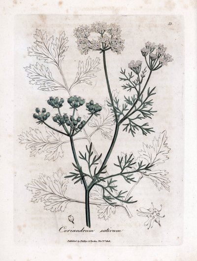 Coriandre (Coriandrum sativum) - James Sowerby