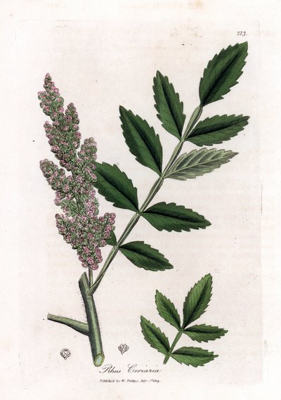 Sumac des corroyeurs - James Sowerby