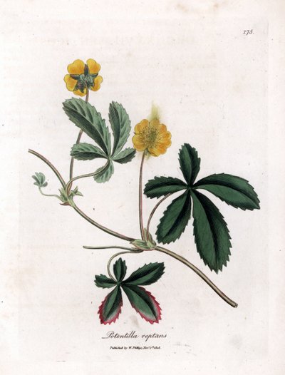 Potentille rampante ou quintefeuille - Potentille commune, Potentilla reptans. Gravure à la main d