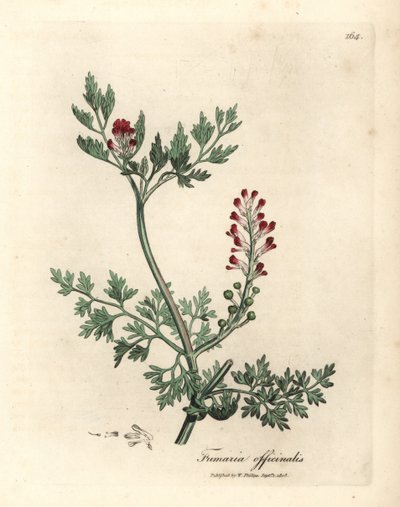 Fumeterre à fleurs cramoisies, Fumaria officinalis - James Sowerby