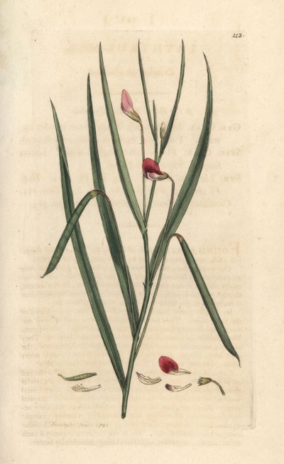 Gesse écarlate, Lathyrus nissolia. Gravure à la main d