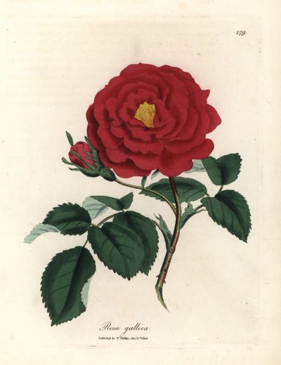 Rose officinale cramoisie, Rosa gallica - James Sowerby