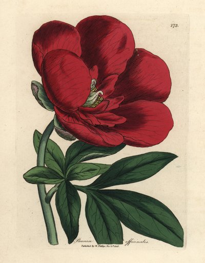 Pivoine cramoisie, Paeonia officinalis - James Sowerby