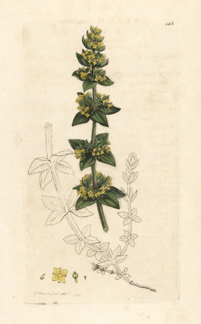 Croisette ou gaillet lisse, Cruciata laevipes (Galium cruciatum). Gravure à la main d