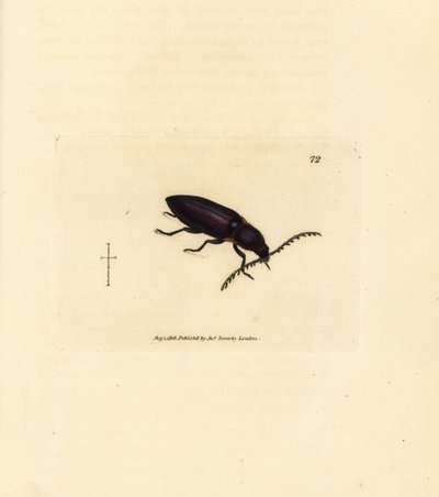 Ctenicera cuprea (Elater chalybeus). Gravure à la main en cuivre colorée par James Sowerby de The British Miscellany, ou Figures colorées de sujets animaux nouveaux, rares ou peu connus - James Sowerby