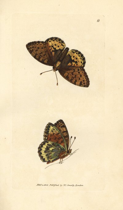 Argynnis aglaia (Papilio charlotta) - James Sowerby