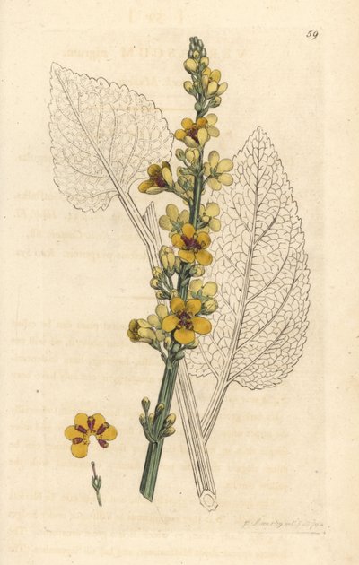 Molène noire, Verbasum nigrum. Gravure à la main en couleur d