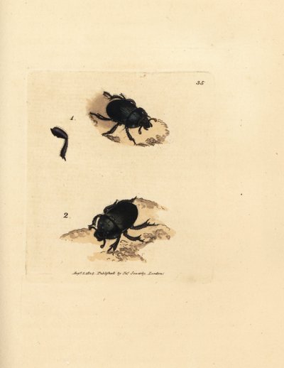 Scarabée bousier, Geotrupes puncticollis - James Sowerby