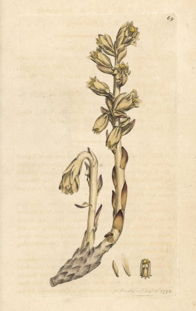 Pipe du Hollandais - James Sowerby