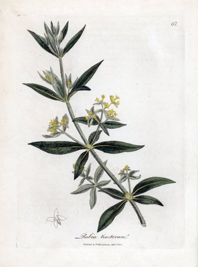 Garance des teinturiers, Rubia tinctorum. Gravure à la main d