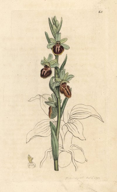 Ophrys araignée précoce, Ophrys sphegodes. Gravure à la main en couleur d