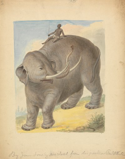 Éléphant avec cavalier - James Sowerby