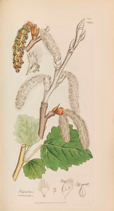 Botanique anglaise, 1790-1800 - James Sowerby
