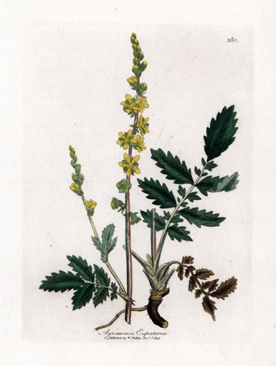 Aigremoine eupatoire, Agrimonia eupatoria. Gravure à la main en couleur d