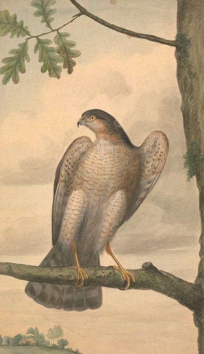 Épervier d