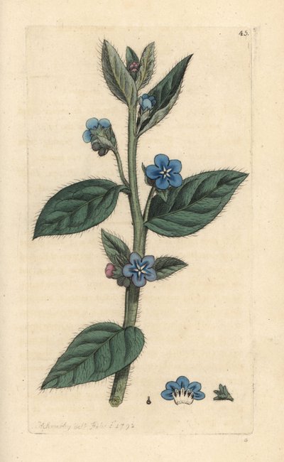 Buglosse toujours verte, Pentaglottis sempervirens - James Sowerby