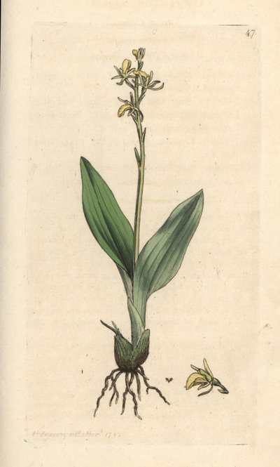 Orchis des marais, Liparis loeselii (Ophrys nain, Ophrys loeselii). Gravure à la main d