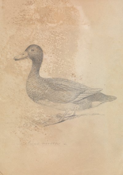 Canard Ferrugineux - James Sowerby