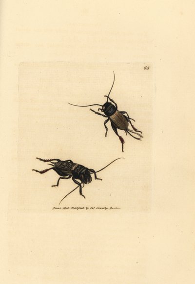 Grillon champêtre, Gryllus campestris (Accheta campestris). Gravure en cuivre colorée à la main par James Sowerby du British Miscellany, ou Figures colorées de sujets animaux nouveaux, rares ou peu connus. - James Sowerby