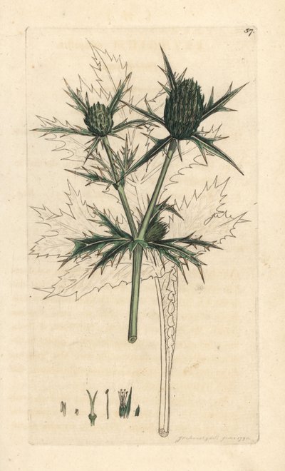 Panicaut champêtre - James Sowerby