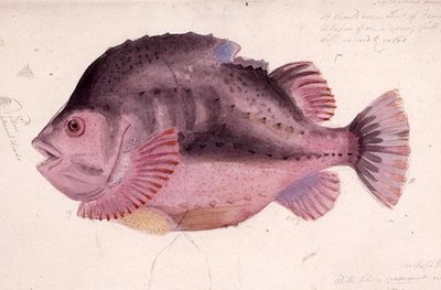 Poisson - James Sowerby