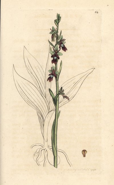 Orchis mouche - James Sowerby