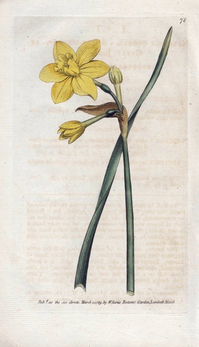 Jonquille parfumée ou narcisse parfumé, du Botanical Magazine de William Curtis - James Sowerby