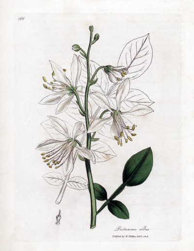 Fraxinelle - Fraxinelle blanche ou dictame de Crète, Dictamnus albus. Gravure sur cuivre coloriée à la main d
