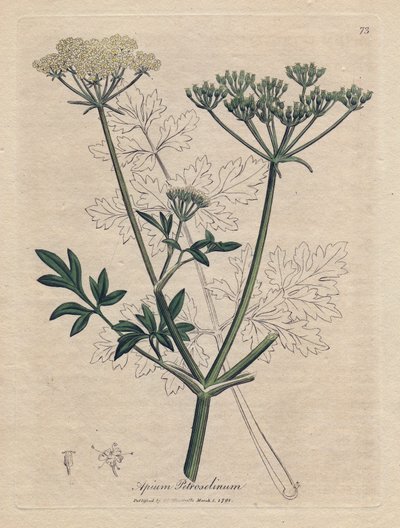 Persil frit (Apium petroselinum). Gravure à la main d