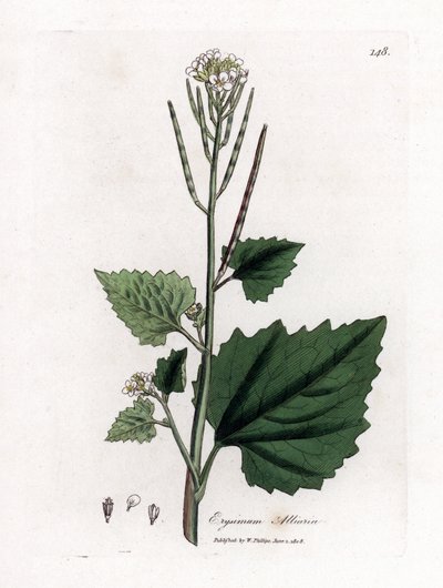 Alliaire officinale, Alliaria petiolata. Gravure sur cuivre coloriée à la main d