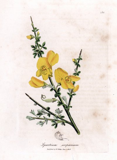 Genêt à balais - Genêt à balais, Cytisus scoparius. Gravure à la main d