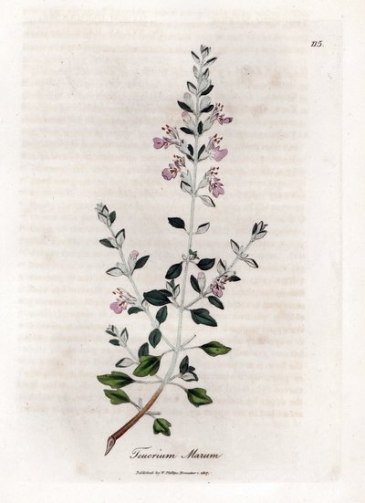 Germandrée des chats - Teucrium marum. Gravure à la main d