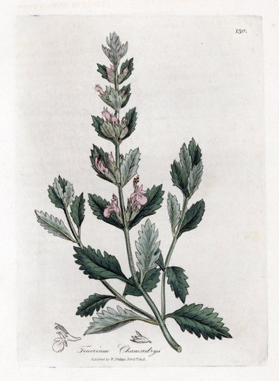 Germandrée petit chêne - Germandrée petit chêne, Teucrium chamaedrys. Gravure sur cuivre coloriée à la main d