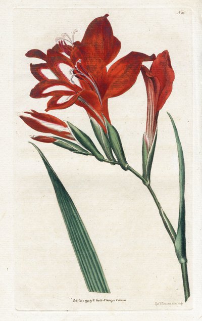 Glaïeul cardinal - James Sowerby