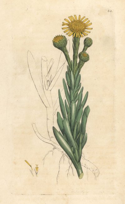 Inule crithmoïde, Limbarda crithmoides - James Sowerby