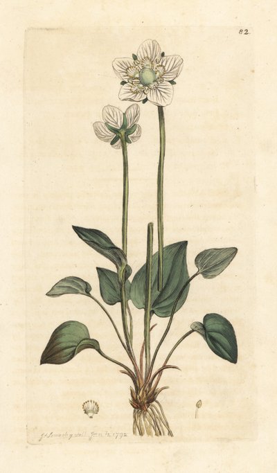 Herbe de Parnasse, Parnassia palustris. Gravure à la main d